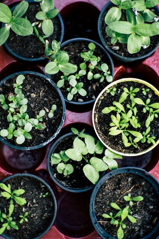 How to Start a Small Herb Garden Indoors: A Beginner’s Guide
